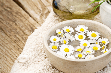 Gänseblümchen in einer Wasserschale